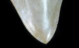 Serrated, Fossil Megalodon Tooth - Great Color #76554-4